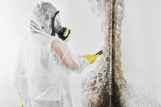 Home Mold Removal in Zwolle, LA