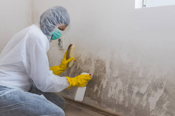 Mold Removal Process in Zwolle, LA