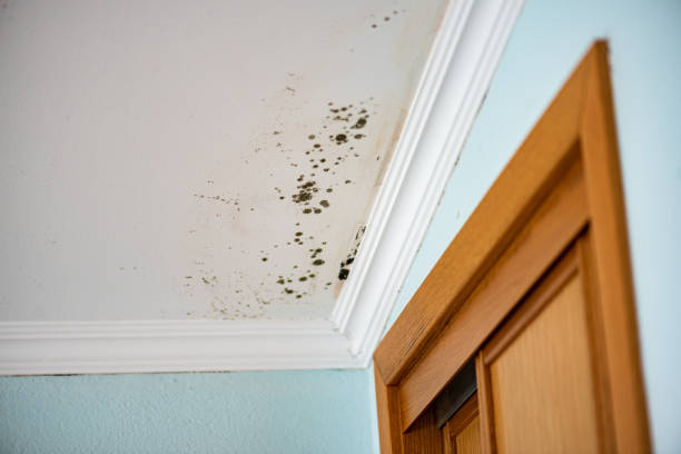 Best Mold Cleaning Services  in Zwolle, LA