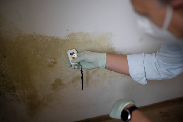 Best Local Mold Removal Service  in Zwolle, LA