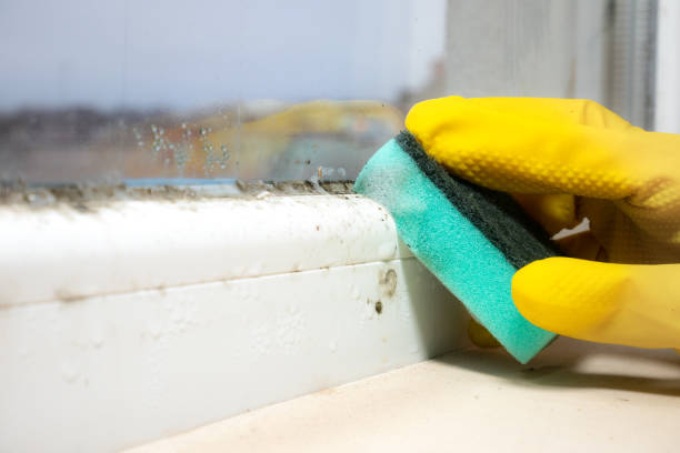 Best Black Mold Removal  in Zwolle, LA