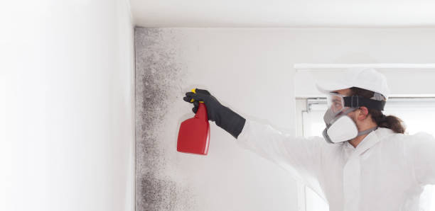 Office Mold Removal Services in Zwolle, LA
