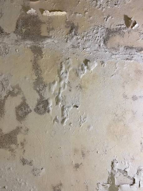 Mold Testing and Removal in Zwolle, LA