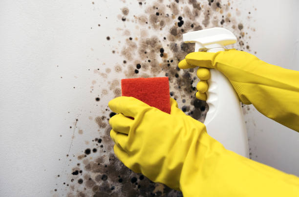 Best Commercial Mold Removal  in Zwolle, LA
