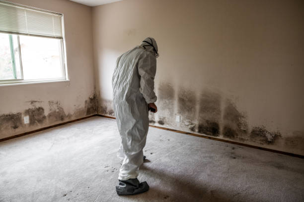 Best Black Mold Removal  in Zwolle, LA