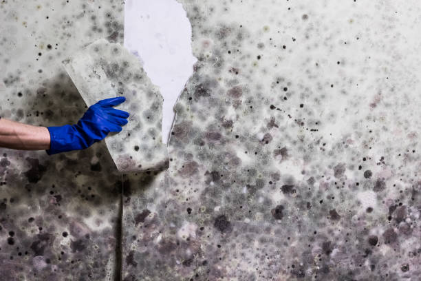 Best Residential Mold Removal  in Zwolle, LA