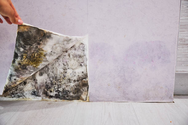 Professional Mold Removal in Zwolle, LA